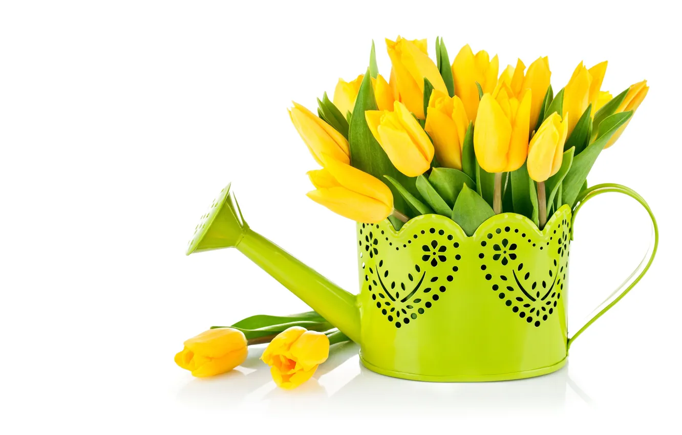 Фото обои тюльпаны, лейка, жёлтые, белый фон