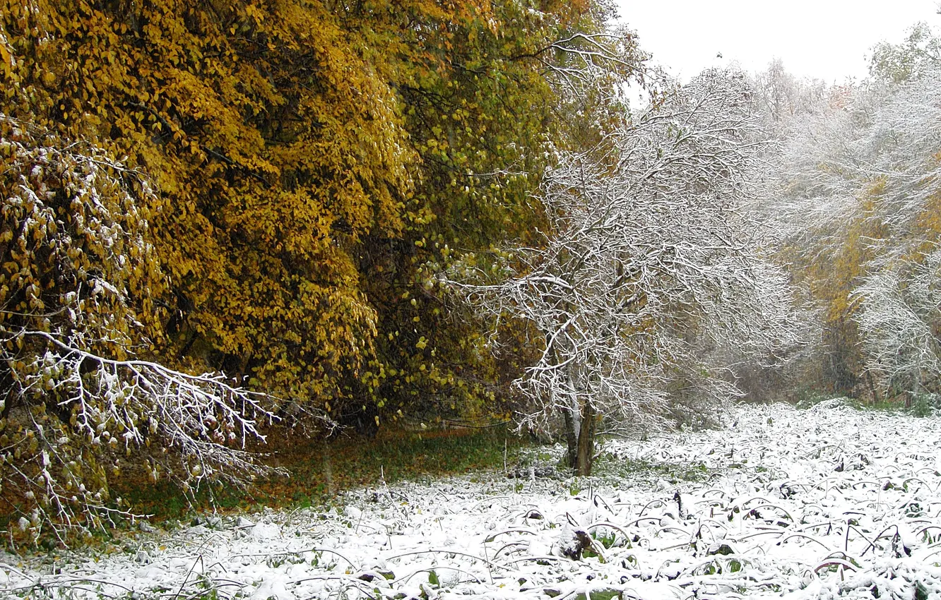 Фото обои зима, снег, деревья, природа, фото
