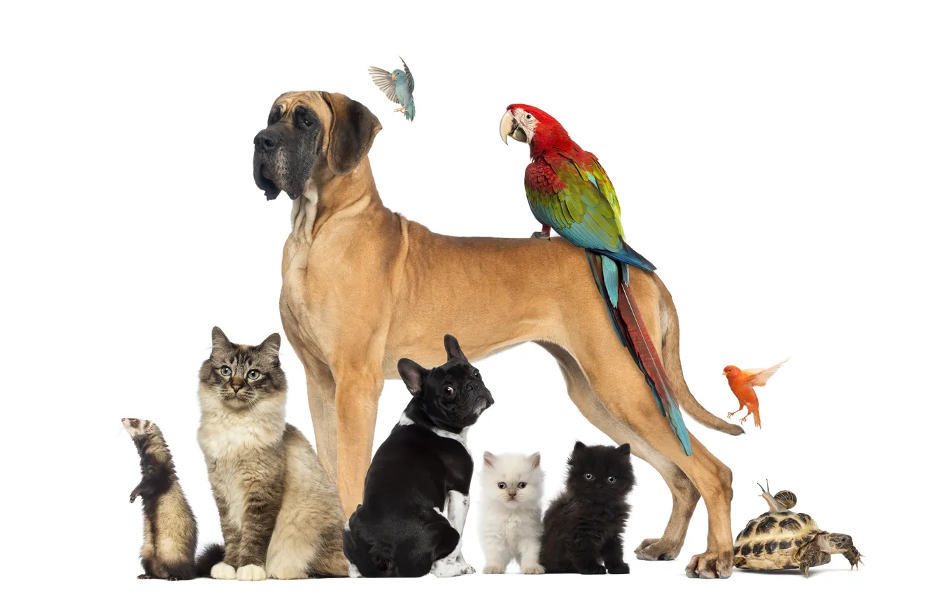Фото обои собаки, кот, птицы, звери, черепаха, улитка, попугай, котята