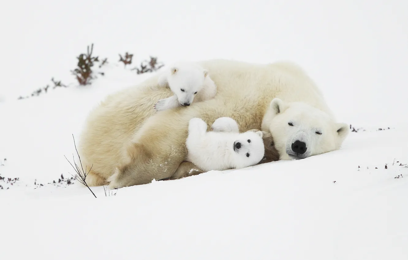 Фото обои снег, медведи, медвежата, белые медведи, медведица, полярные медведи