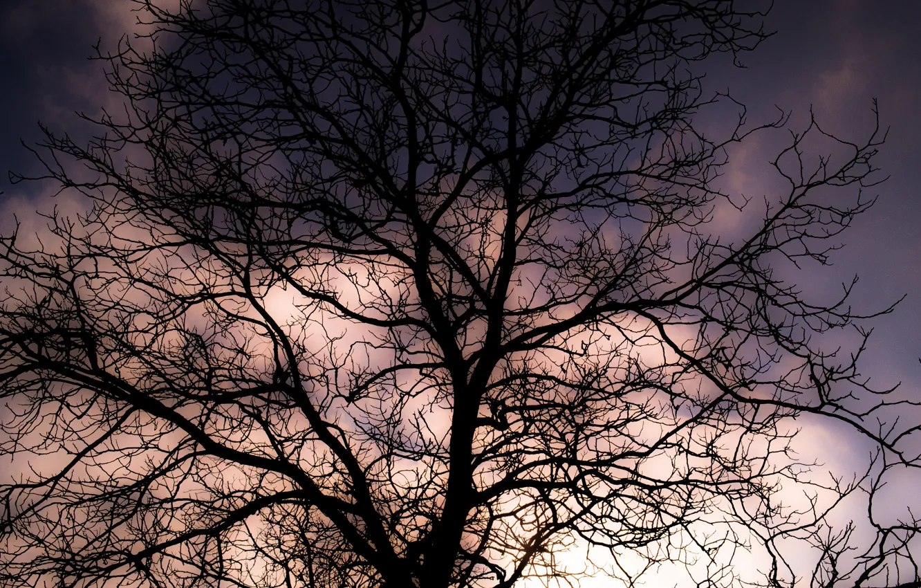 Фото обои Clouds, Sky, Winter, Tree, Sunset, Shadow, Branches, Dusk