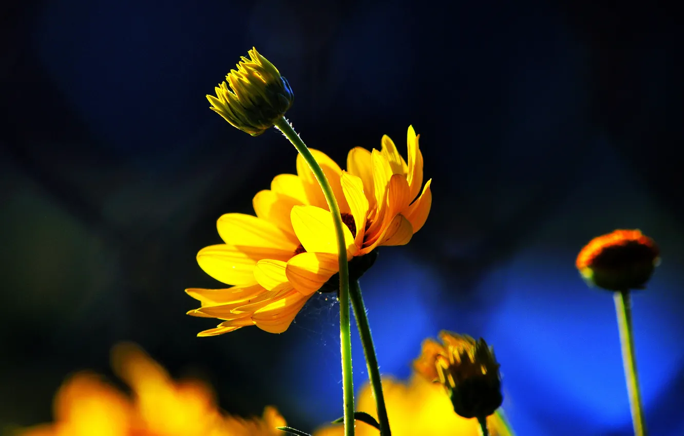 Фото обои цветы, синий, фон, желтые, бутоны