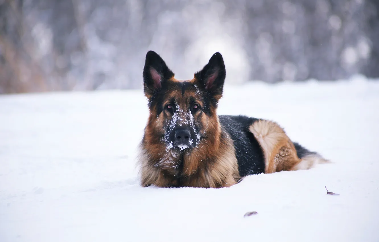 Фото обои снег, друг, собака