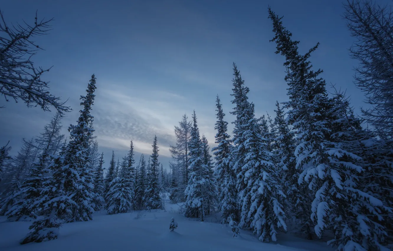Фото обои зима, лес, снег, ели, Россия, Ямал