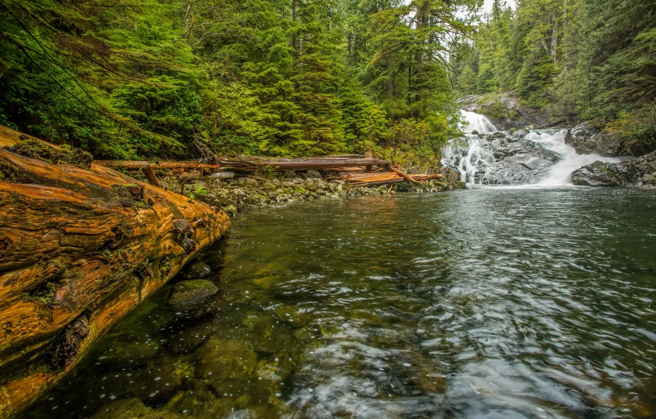 Фото обои лес, деревья, ручей, камни, водопад, Канада, Vancouver Island, Fletcher Falls