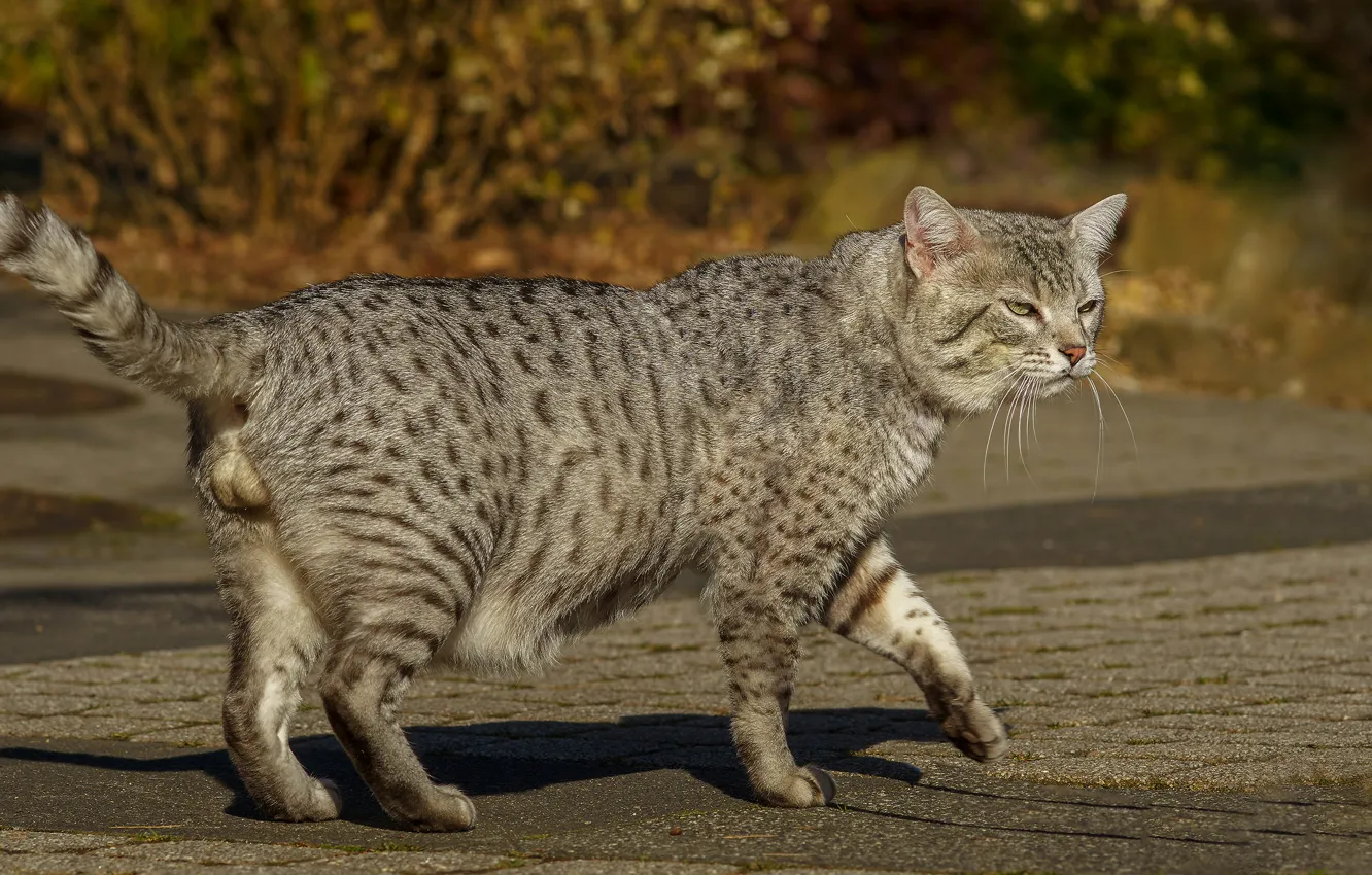 Фото обои кот, взгляд, поза, серый, прогулка, тротуар, полосатый, котяра