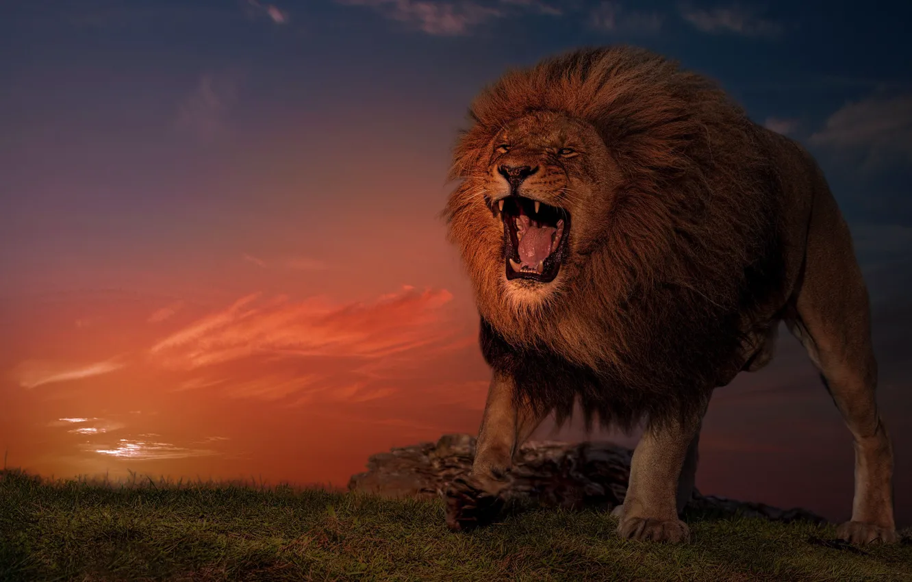 Фото обои закат, лев, царь зверей, дикая кошка, злюка