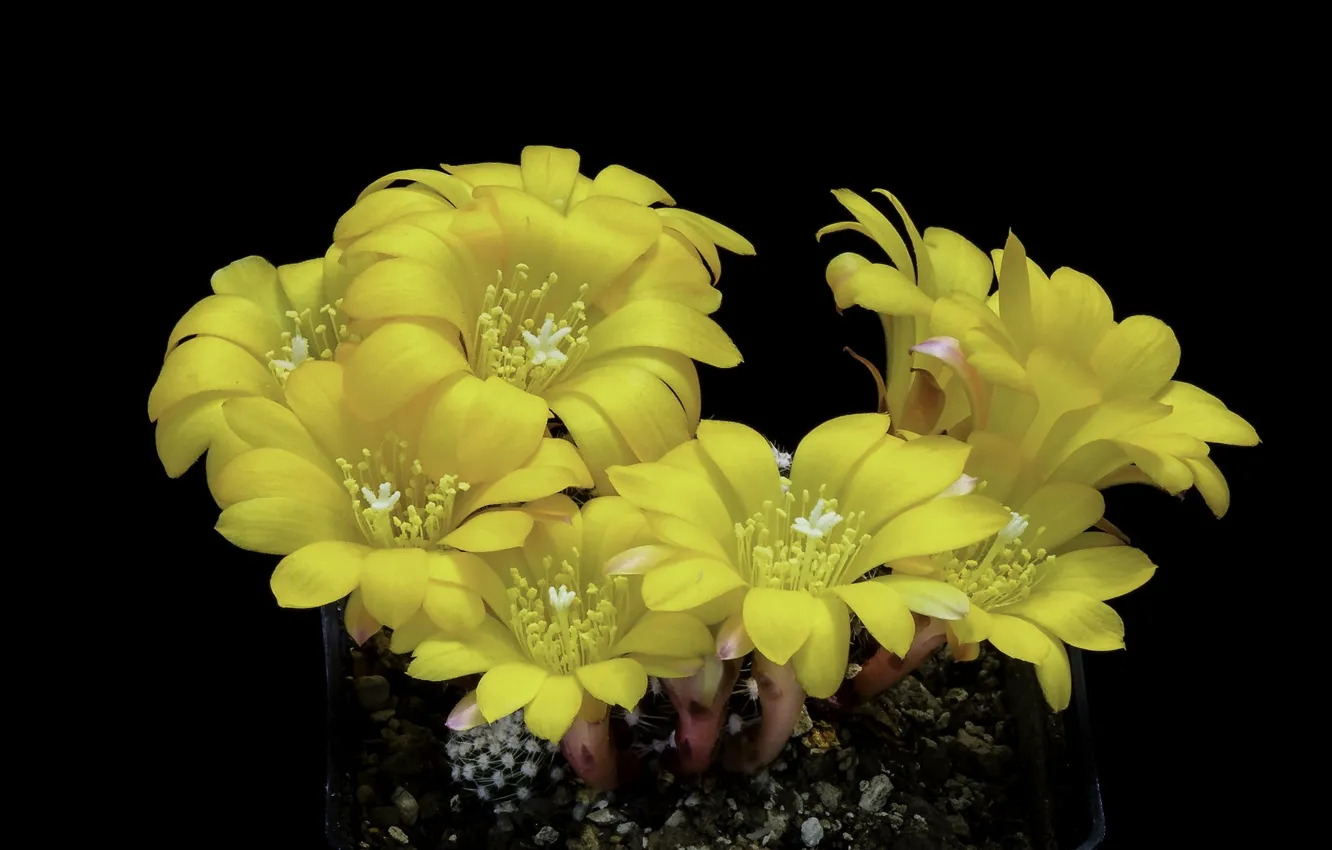 Фото обои цветы, кактус, чёрный фон, Желтые цветы