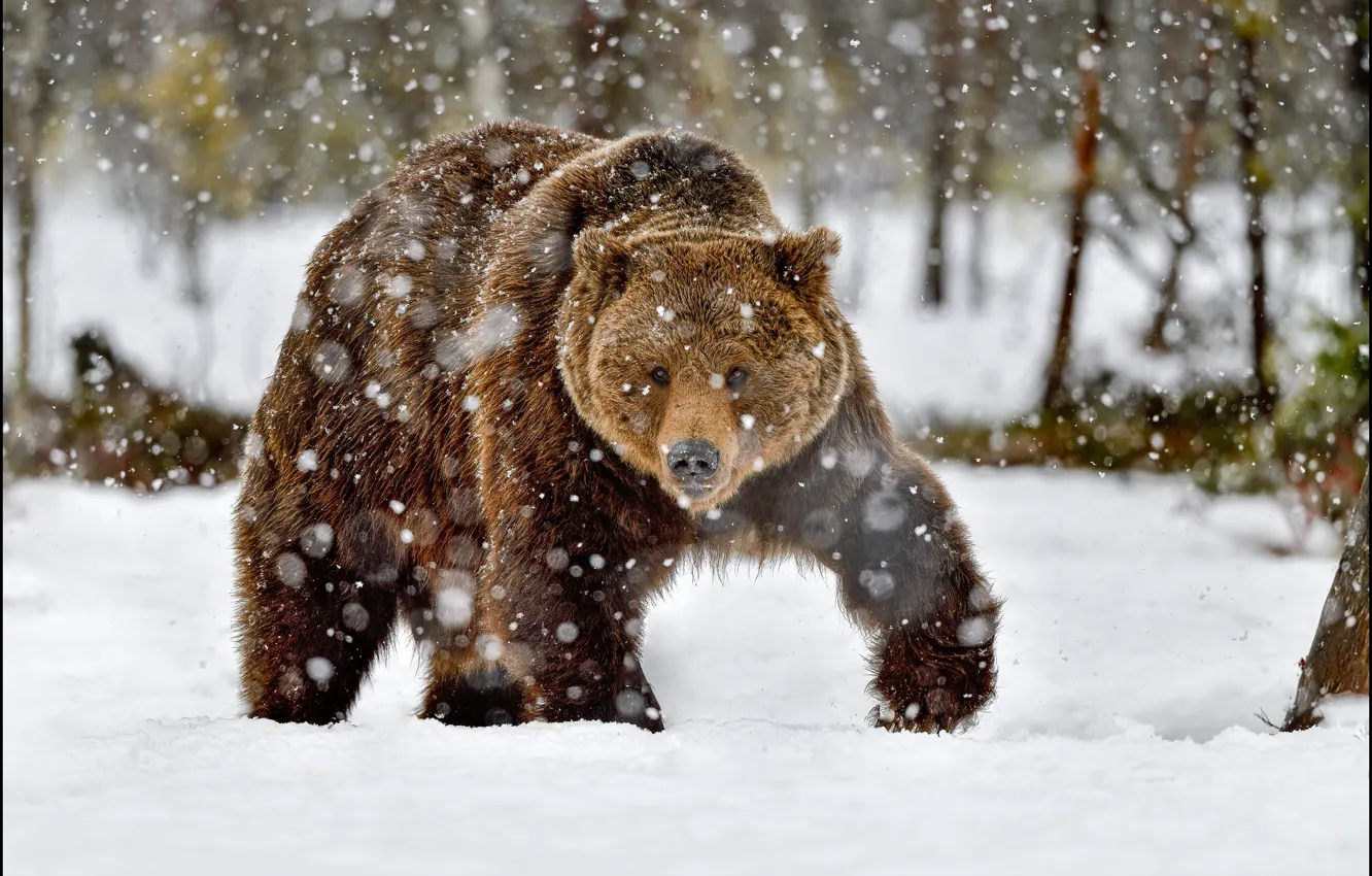 Фото обои зима, снег, природа, медведь, снегопад