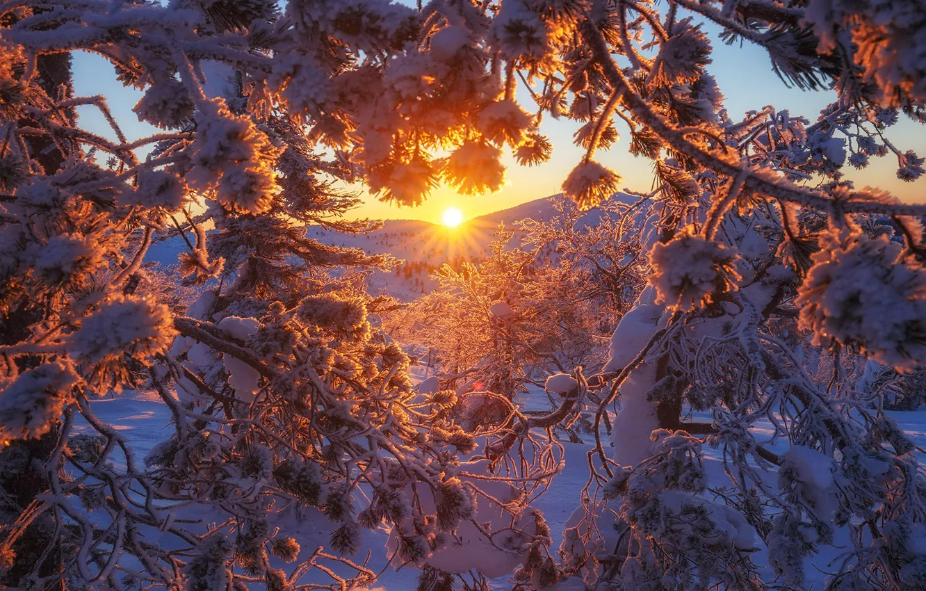 Фото обои зима, снег, деревья, закат, ветки, Финляндия, Андрей Базанов