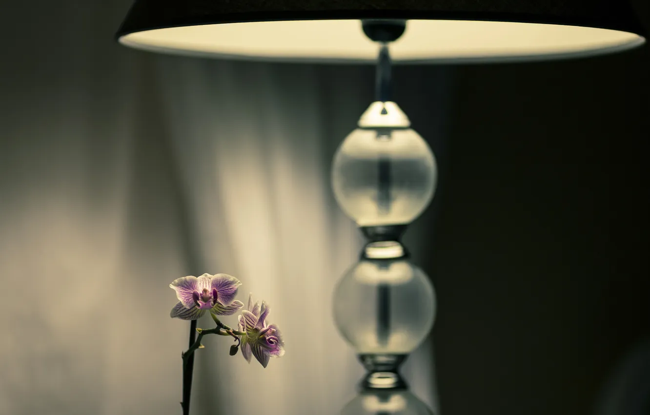 Фото обои свет, цветы, лампа, светильник, тени, орхидеи
