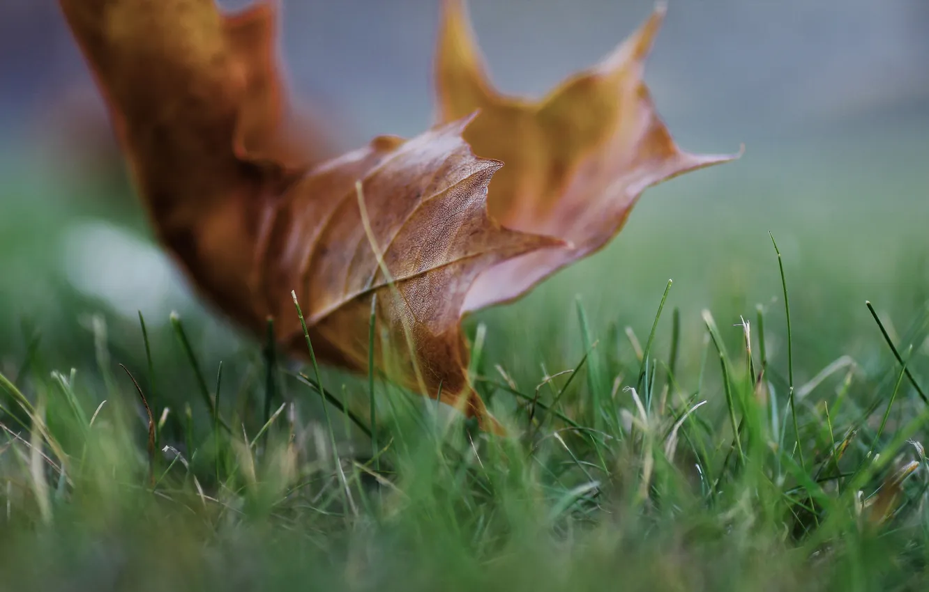 Фото обои зелень, осень, трава, макро, лист, кленовый