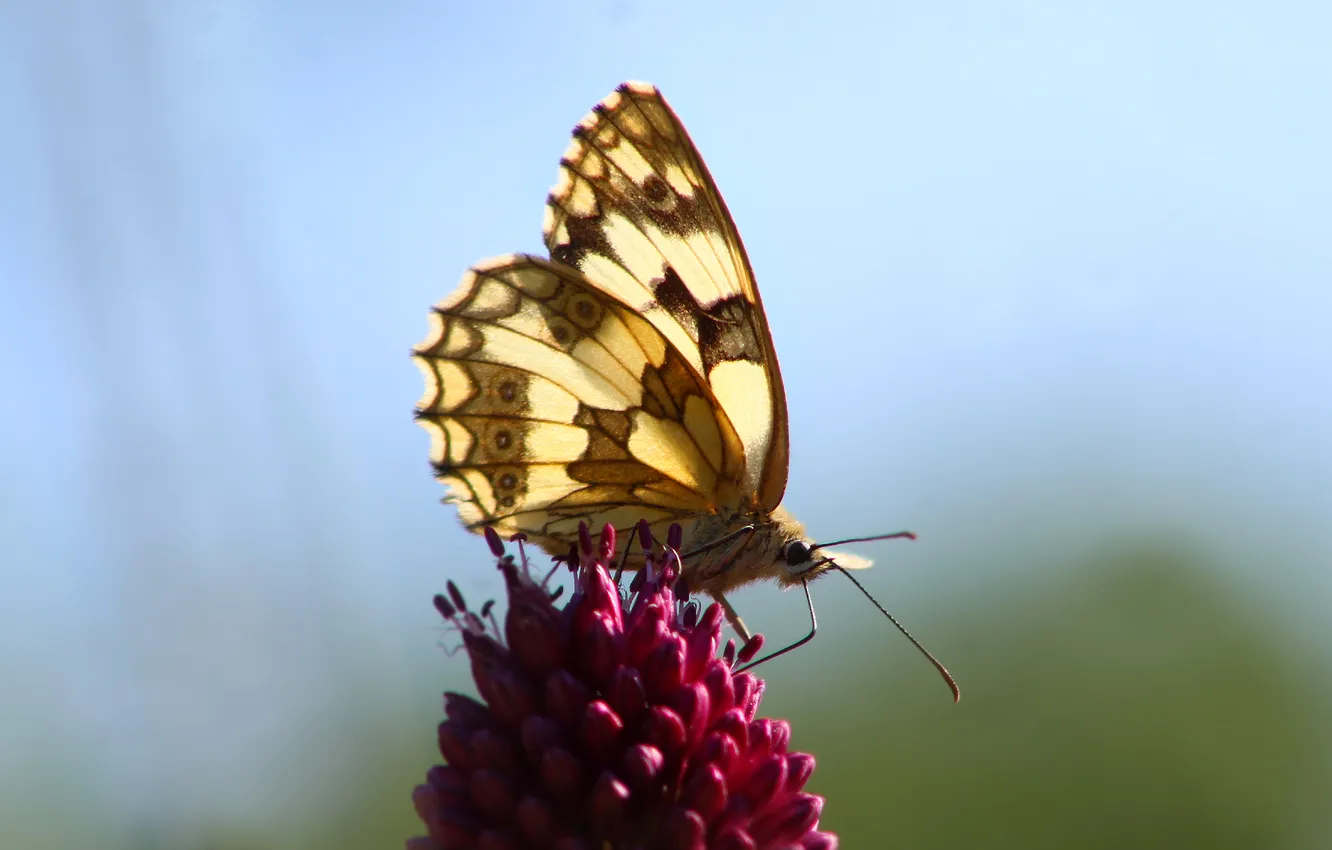 Фото обои flower, butterfly, insect