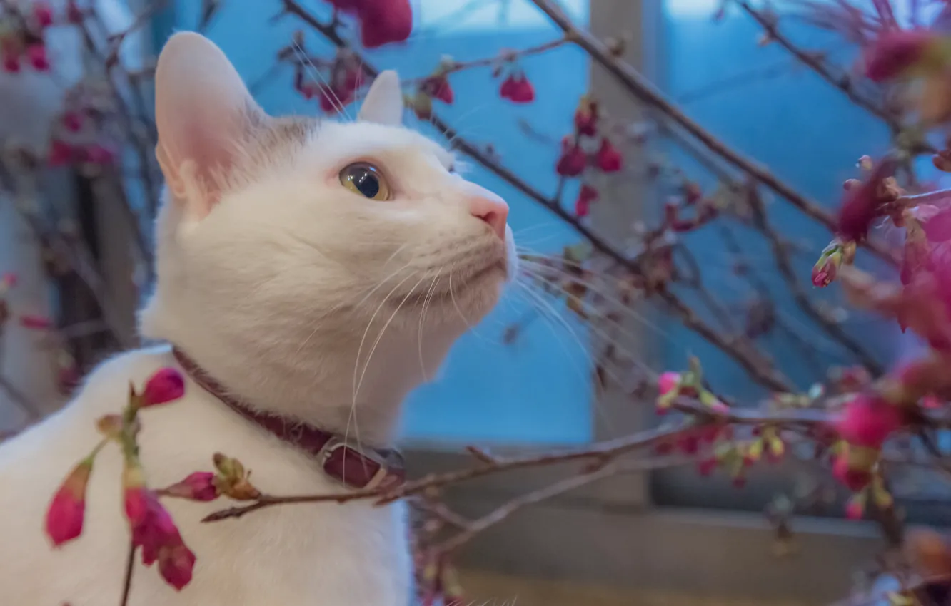 Фото обои white, blue, cat, flowers, animal