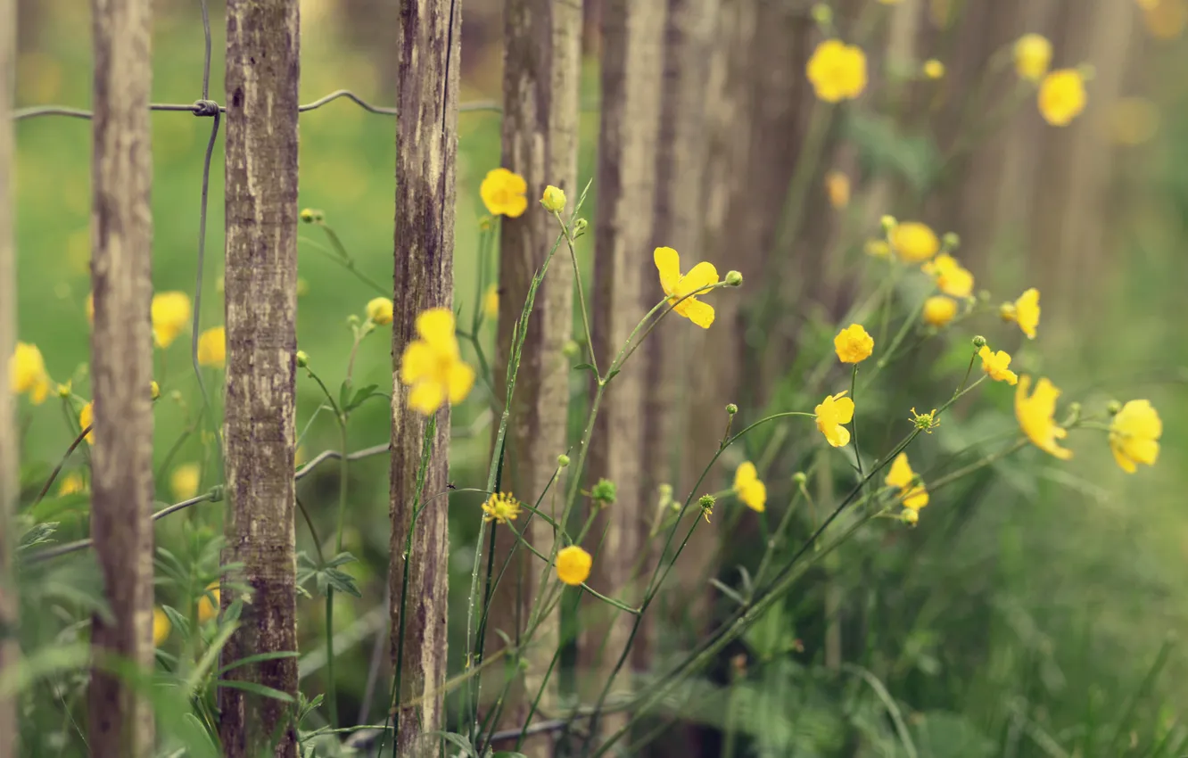 Фото обои макро, цветы, желтый, природа, забор, растения, ограда