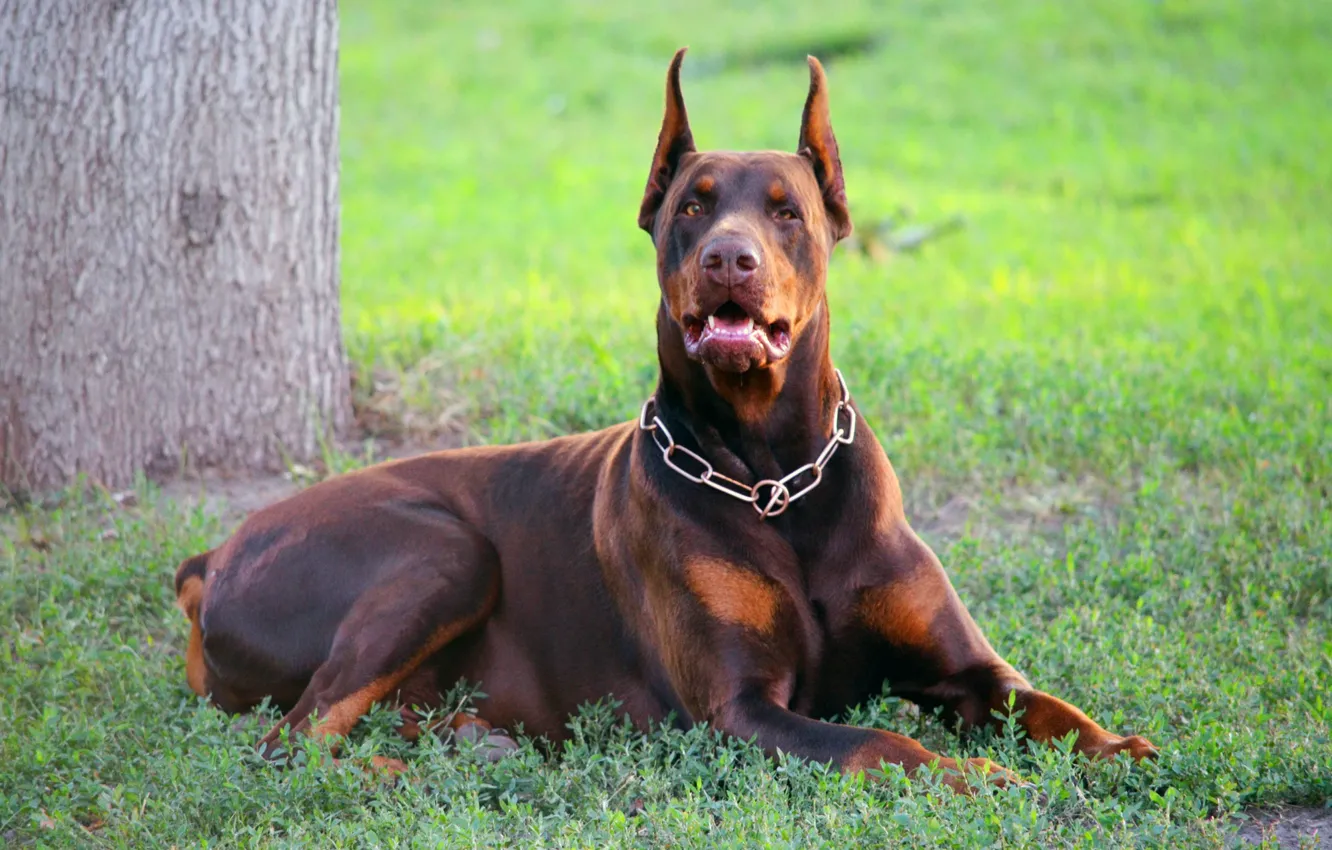 Фото обои взгляд, ошейник, травка, коричневый, Doberman