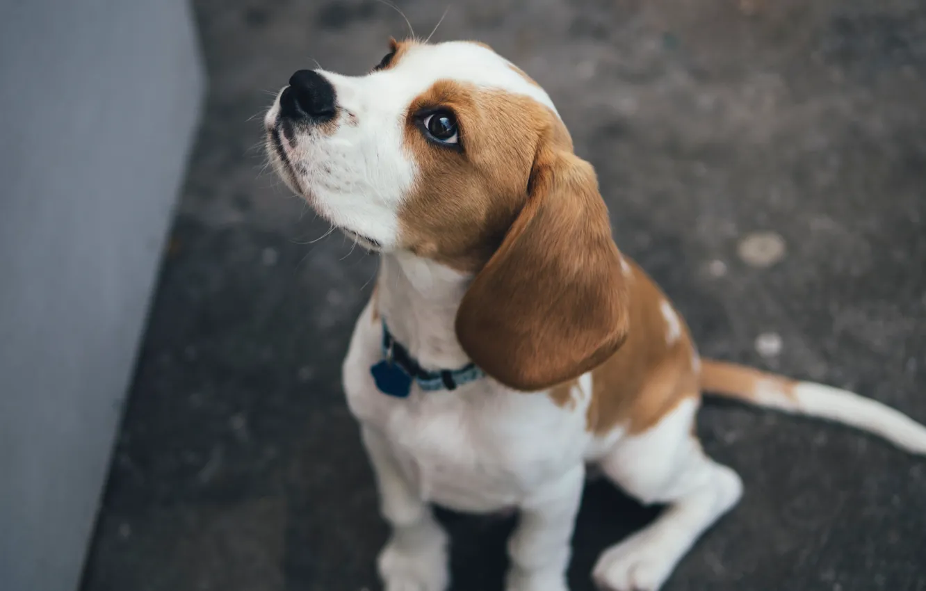 Фото обои dog, sitting, beagle