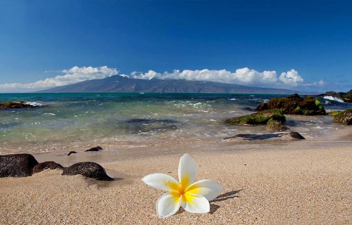 Фото обои песок, цветок, камни, океан, берег, Hawaii, Гаваи