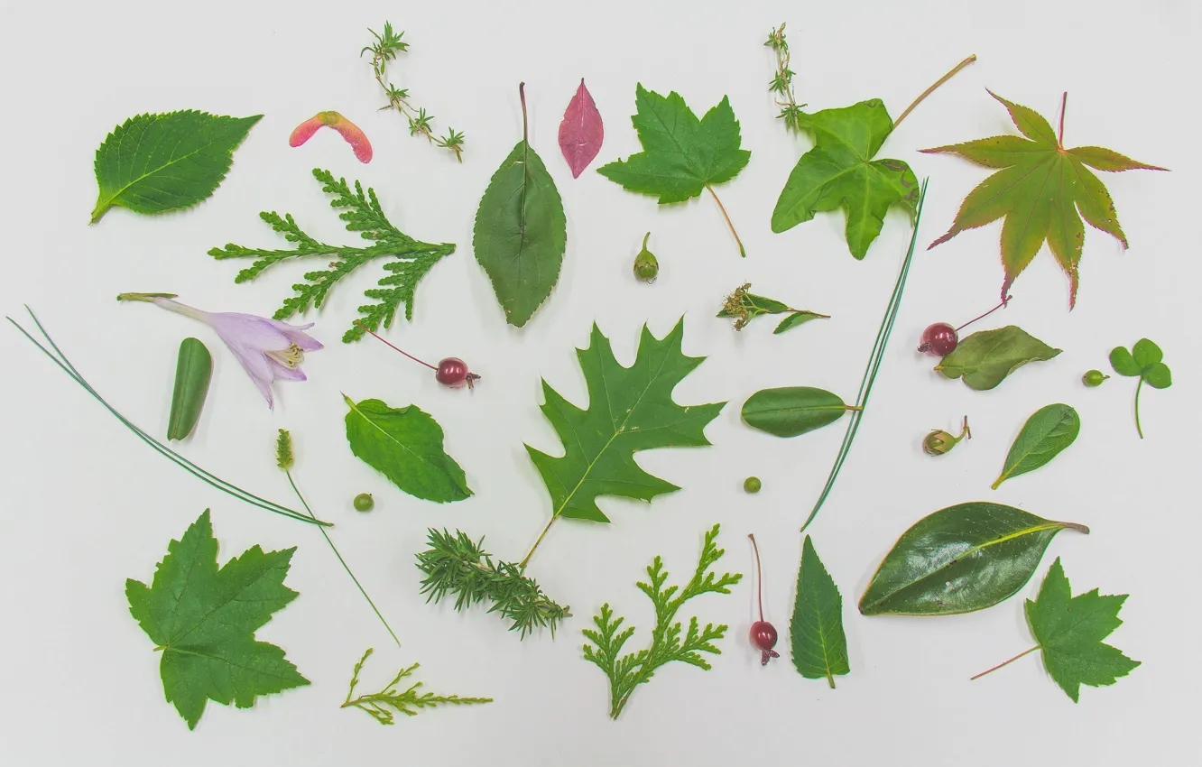 Фото обои листья, текстура, гербарий