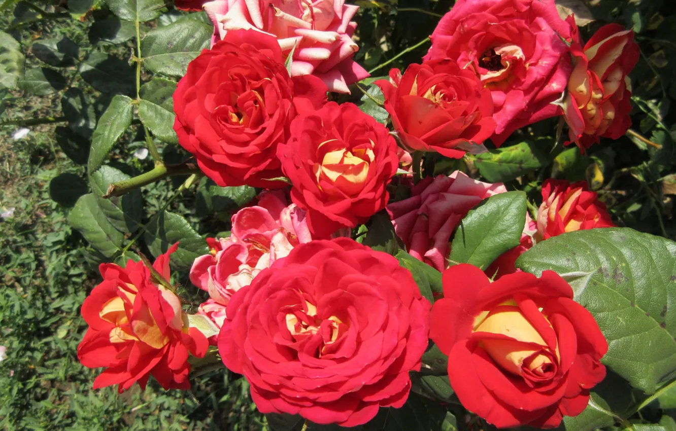Фото обои розы, красные, солнечно, Meduzanol ©, лето 2018