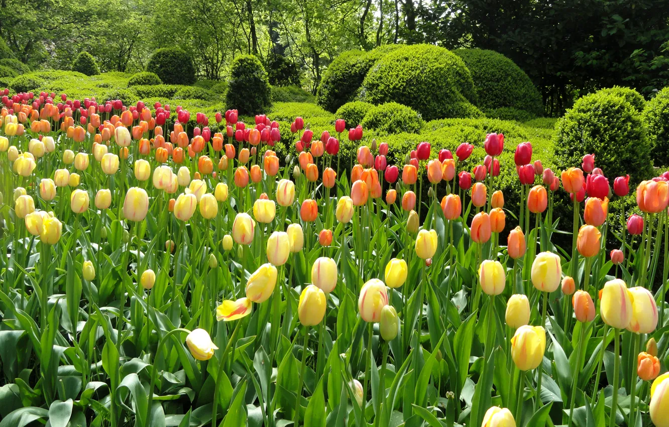 Фото обои зелень, деревья, цветы, парк, сад, тюльпаны, разноцветные, клумбы