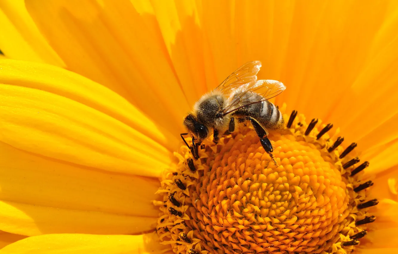 Фото обои цветок, макро, желтый, пчела, лепестки, насекомое