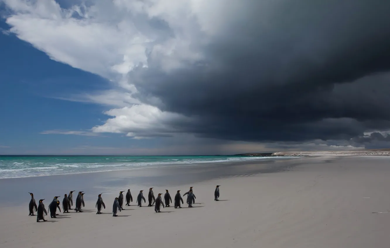 Фото обои море, небо, облака, пейзаж, птица, пингвины