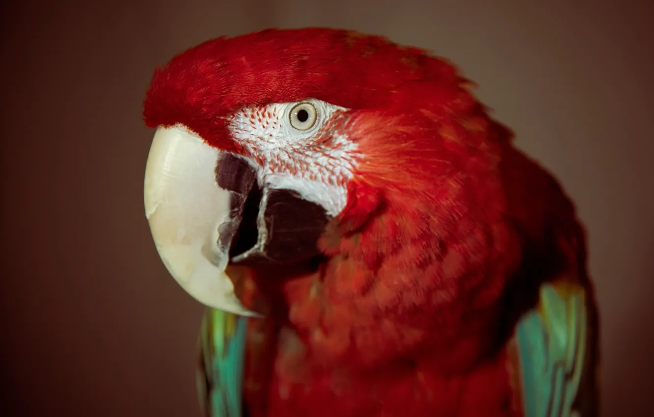 Фото обои красный, глаз, птица, перья, попугай