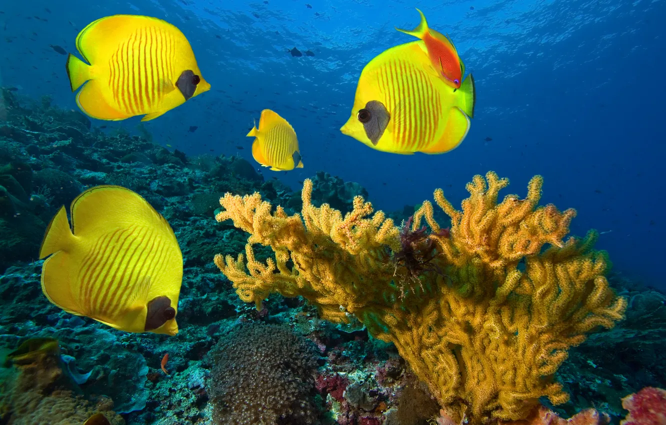 Фото обои море, рыбы, под водой, underwater, fish, coral colony, sea​​, коралловые колонии
