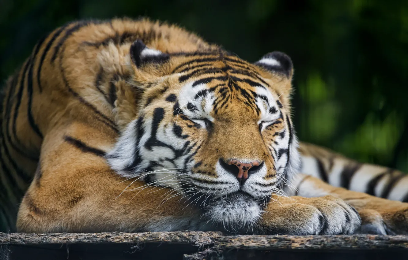 Фото обои кошка, сон, спит, амурский тигр, ©Tambako The Jaguar