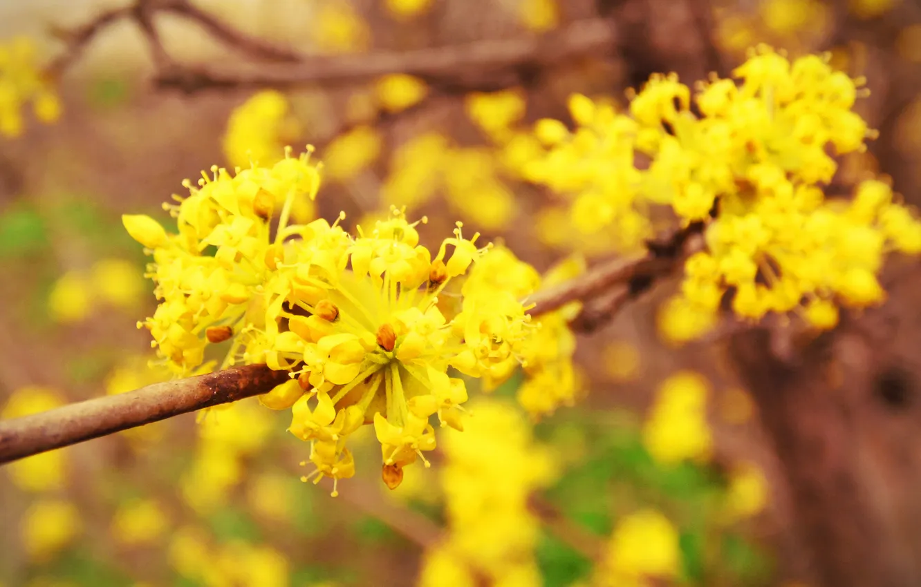 Фото обои цветы, желтый, дерево, весна, цветение