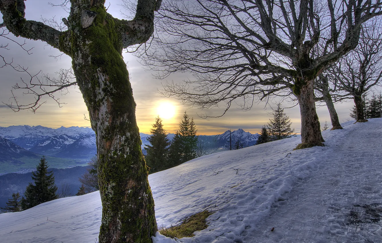 Фото обои снег, деревья, горы, природа
