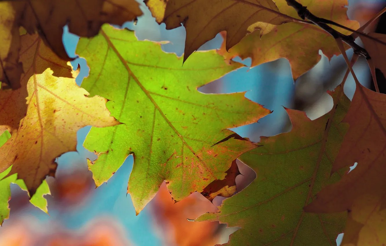 Фото обои осень, макро, листва, цвтастая