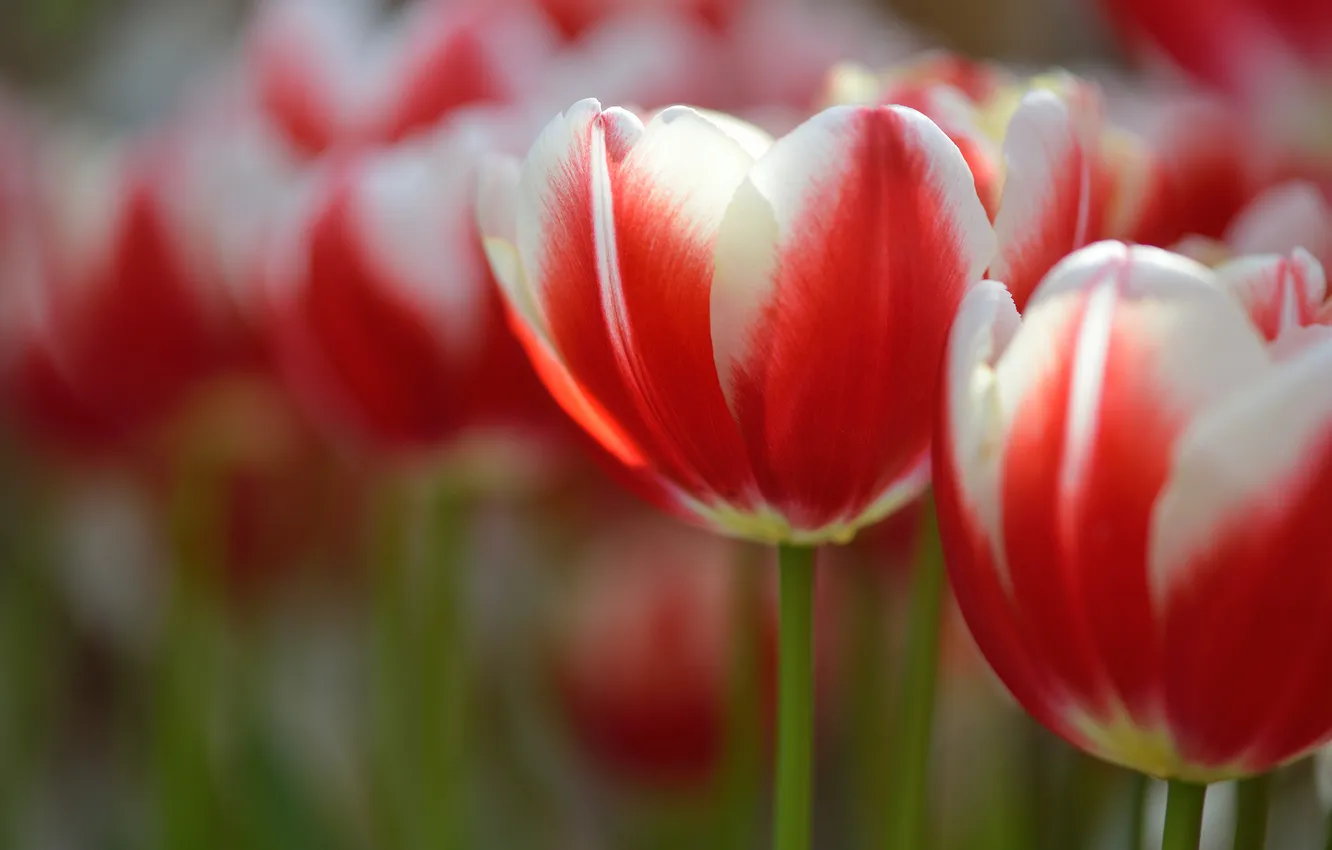 Фото обои макро, цветы, лепестки, размытость, Тюльпаны, бело-красные