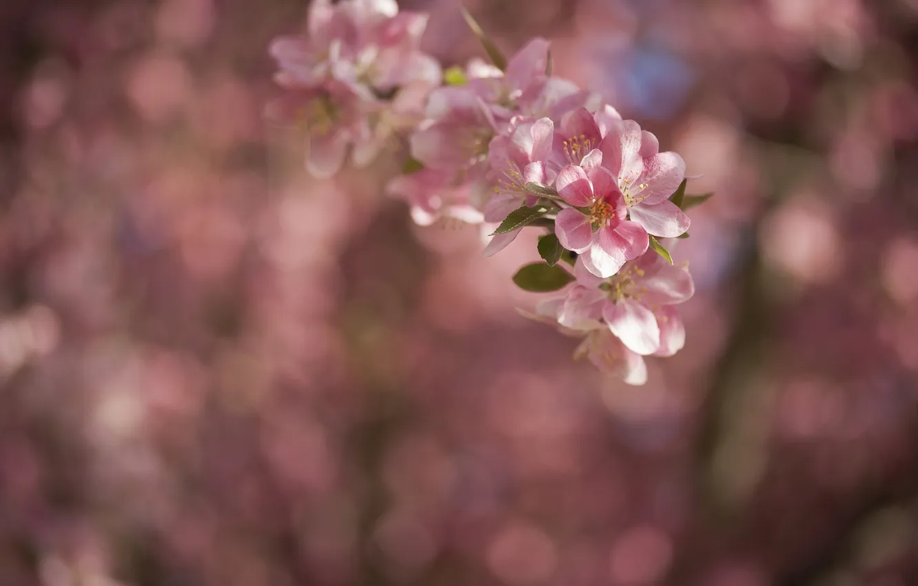Фото обои цветы, блики, фон, ветка, весна, розовые, цветение