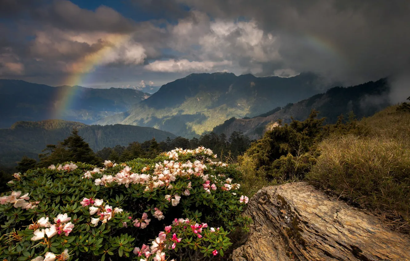 Фото обои цветы, горы, радуга
