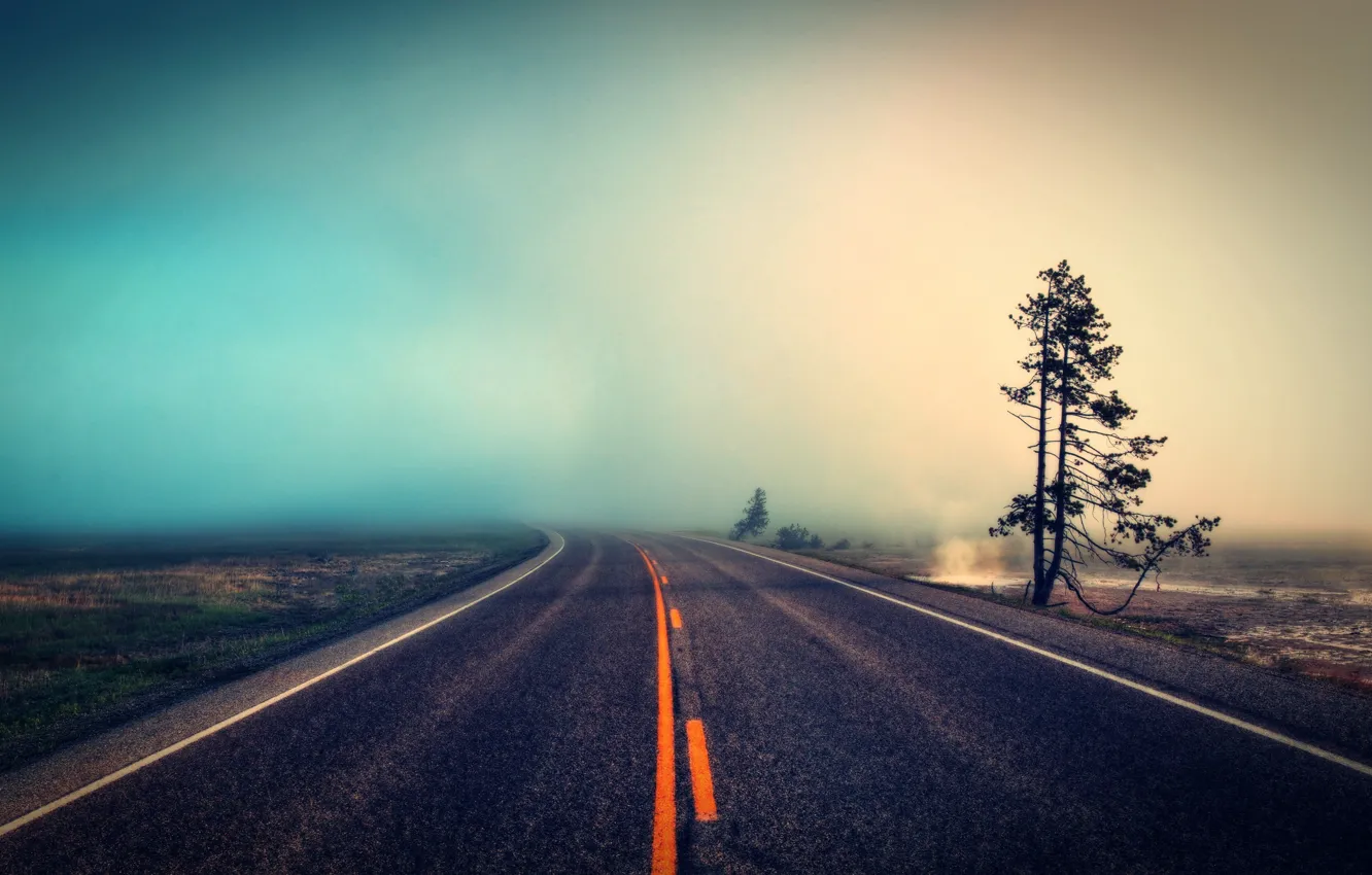 Фото обои дорога, природа, туман, дерево