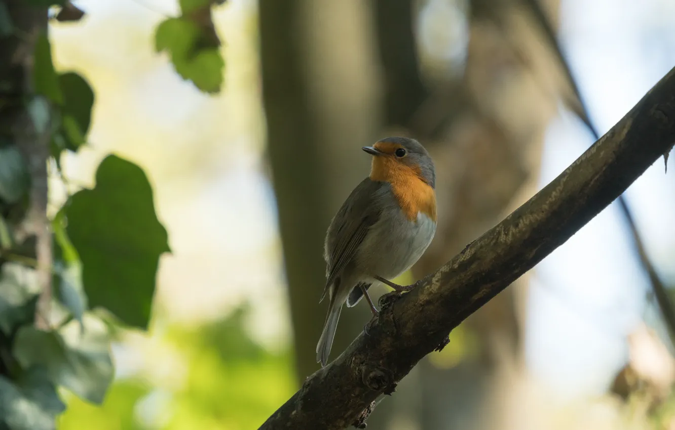 Фото обои деревья, природа, птица, ветка, боке, зарянка, Rotkehlchen, European Robin