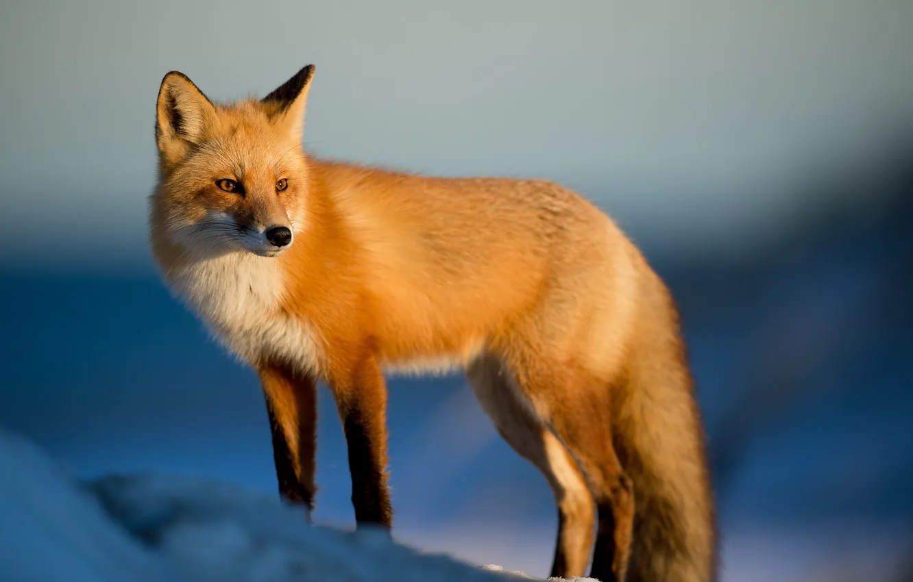 Фото обои fox, winter, snow, sunlight, wildlife