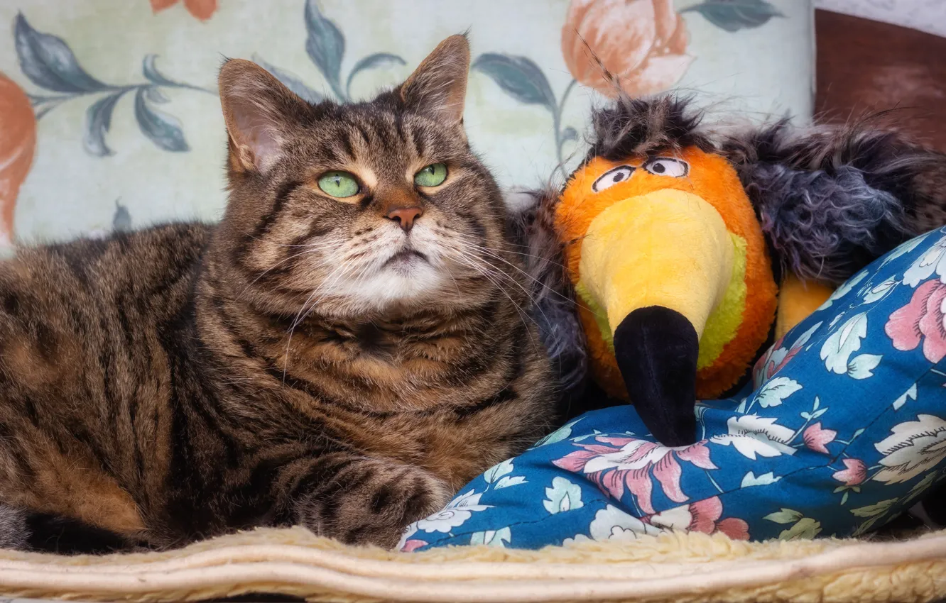 Фото обои кошка, кот, взгляд, морда, поза, серый, птица, игрушка