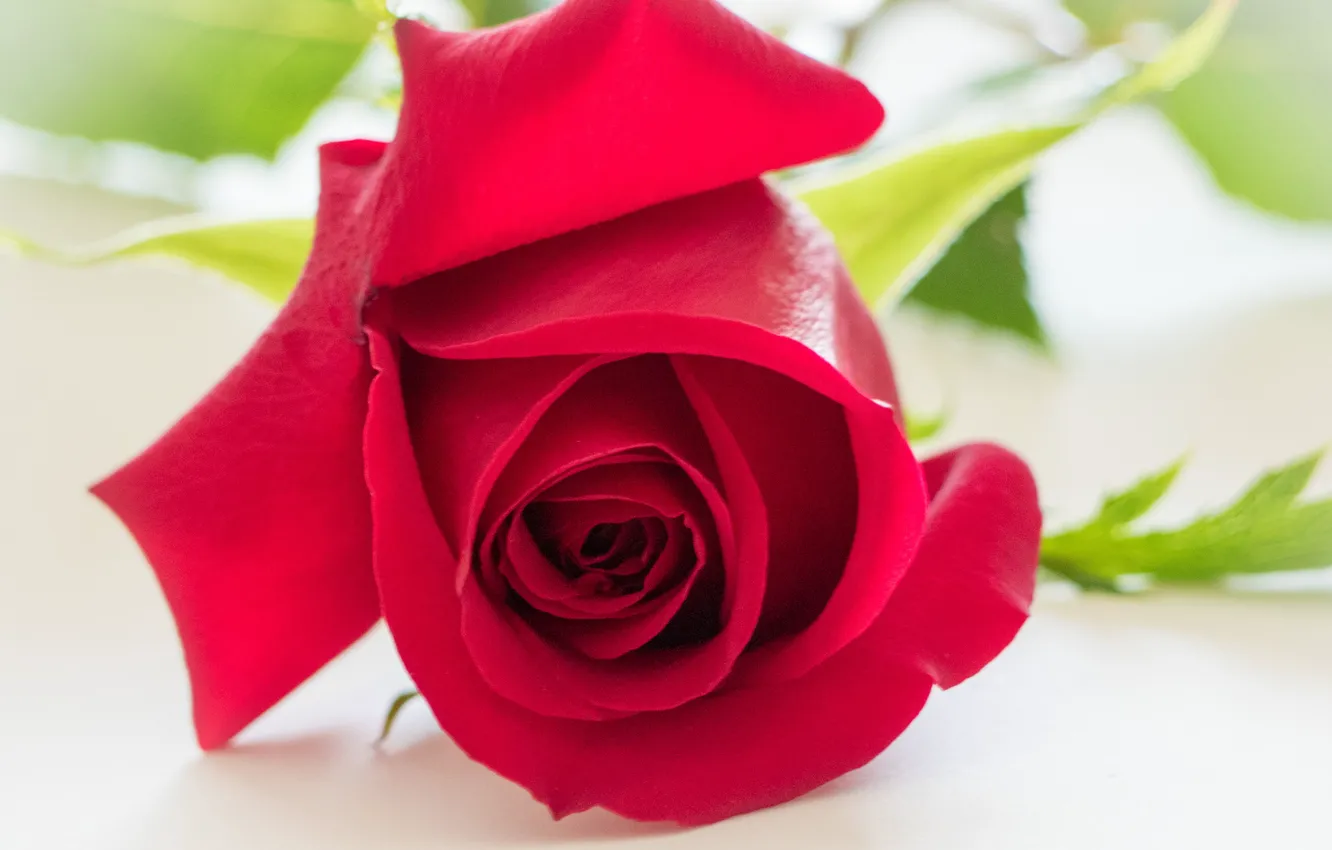 Фото обои макро, роза, бутон, красная роза