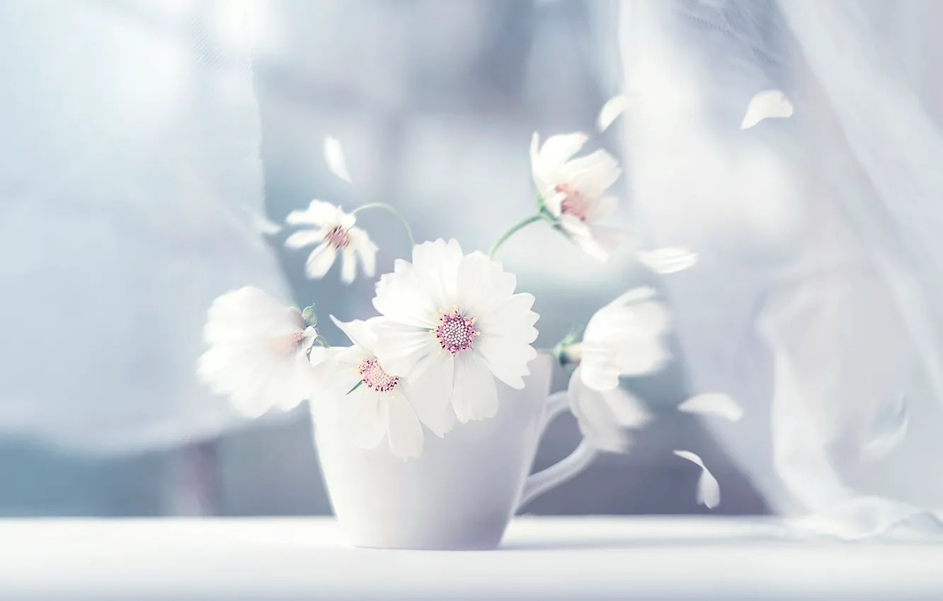 Фото обои белый, цветок, лепестки, кружка