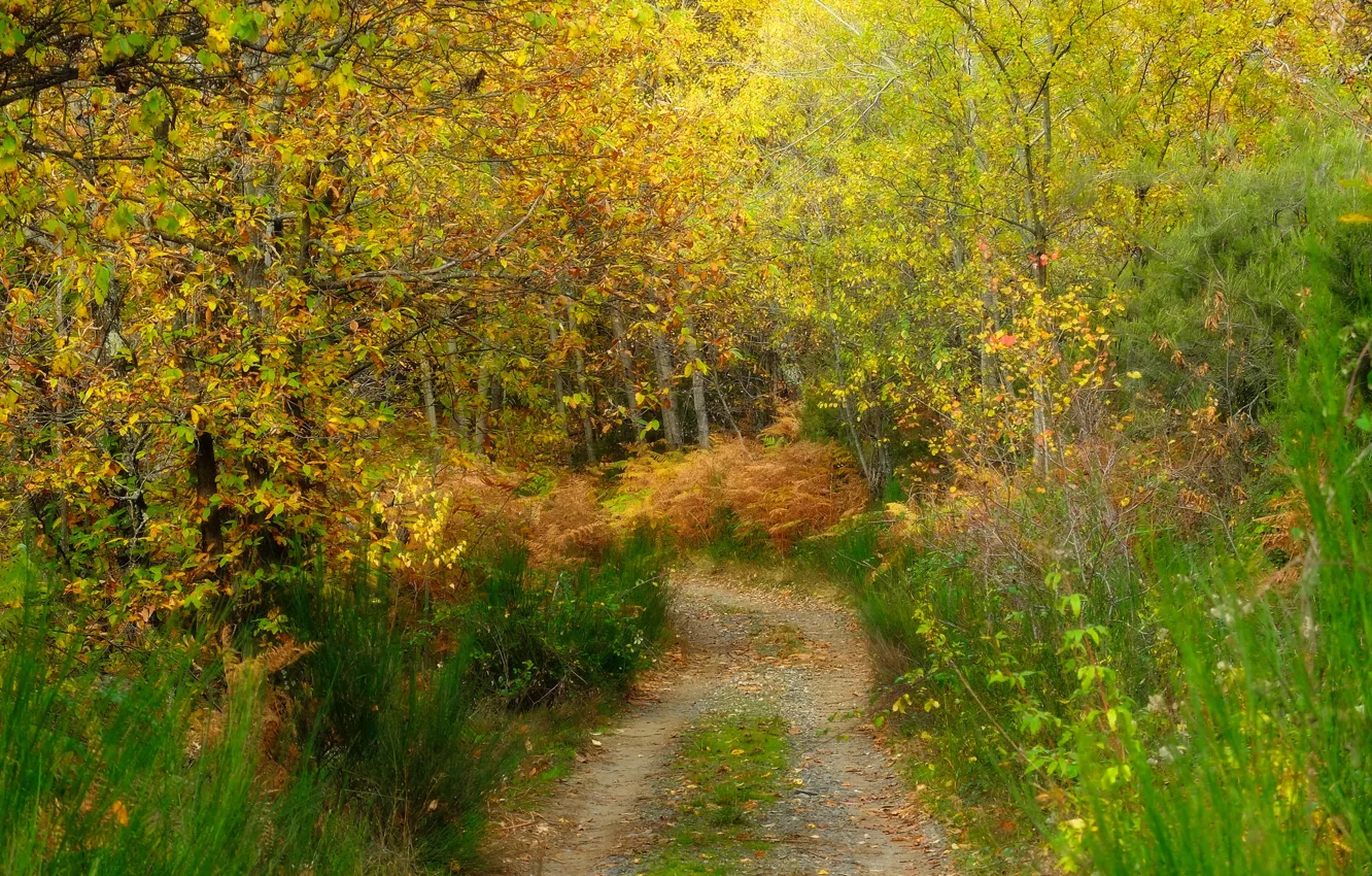 Фото обои осень, лес, трава, деревья, дорожка