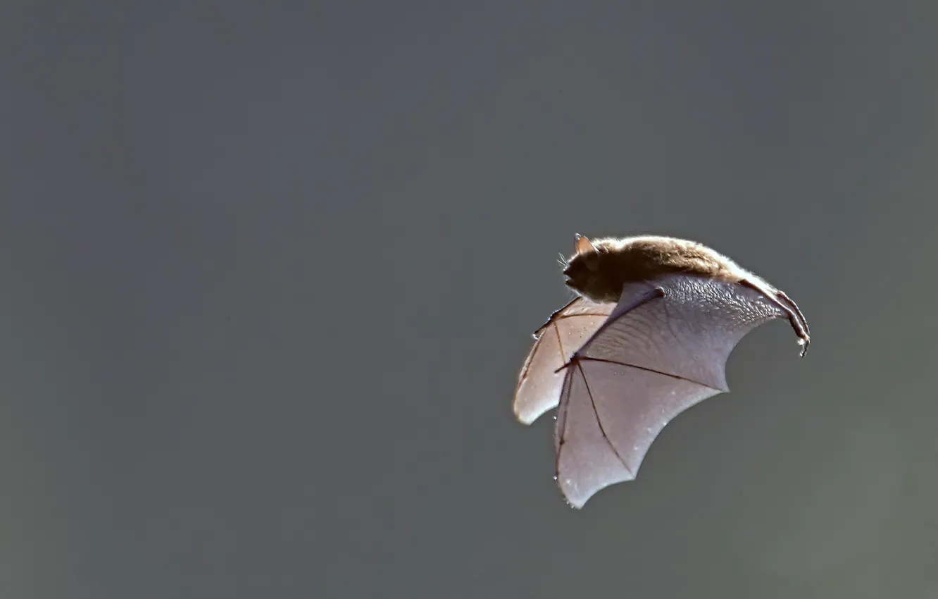 Фото обои полет, природа, летучая мыш