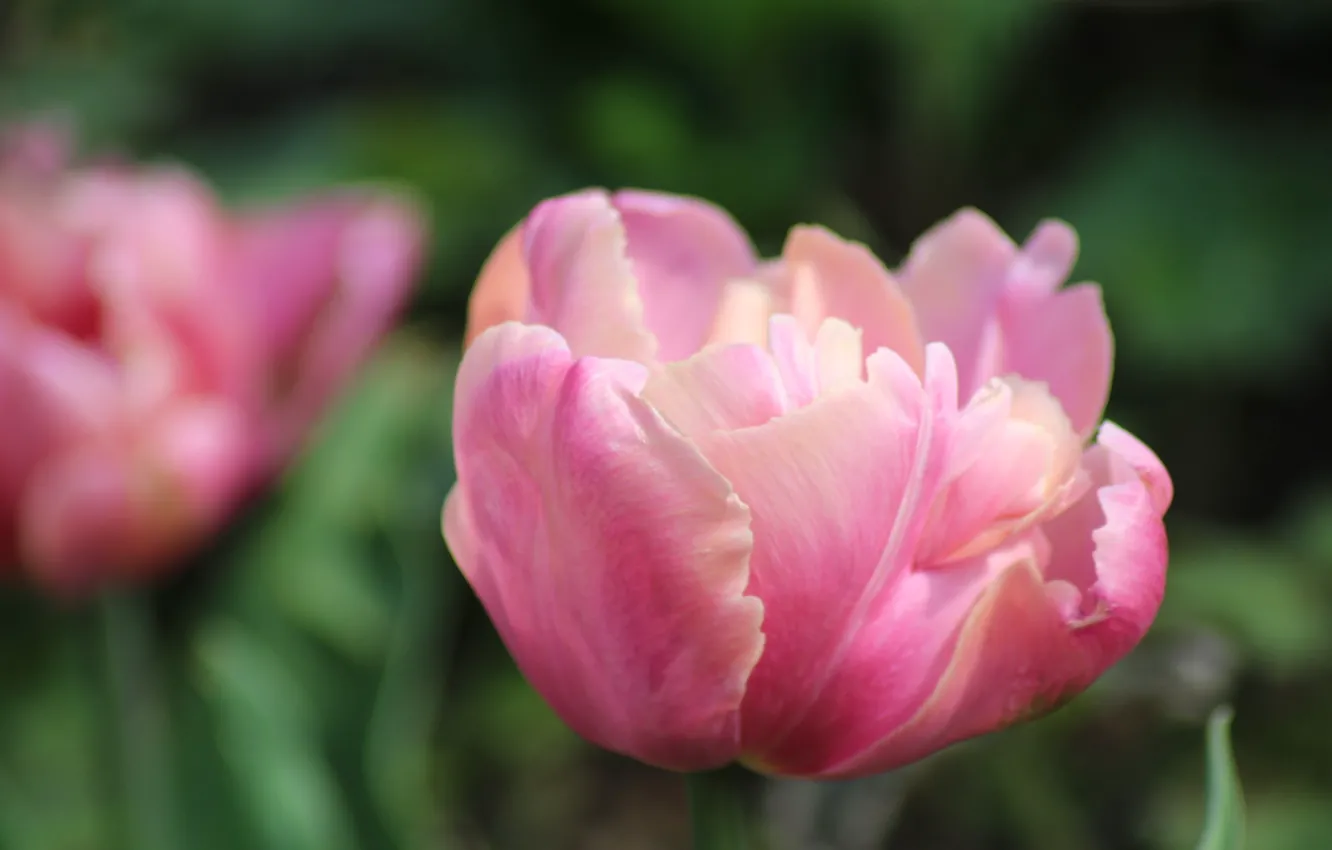 Фото обои Nature, Flower, Tulip, Macro