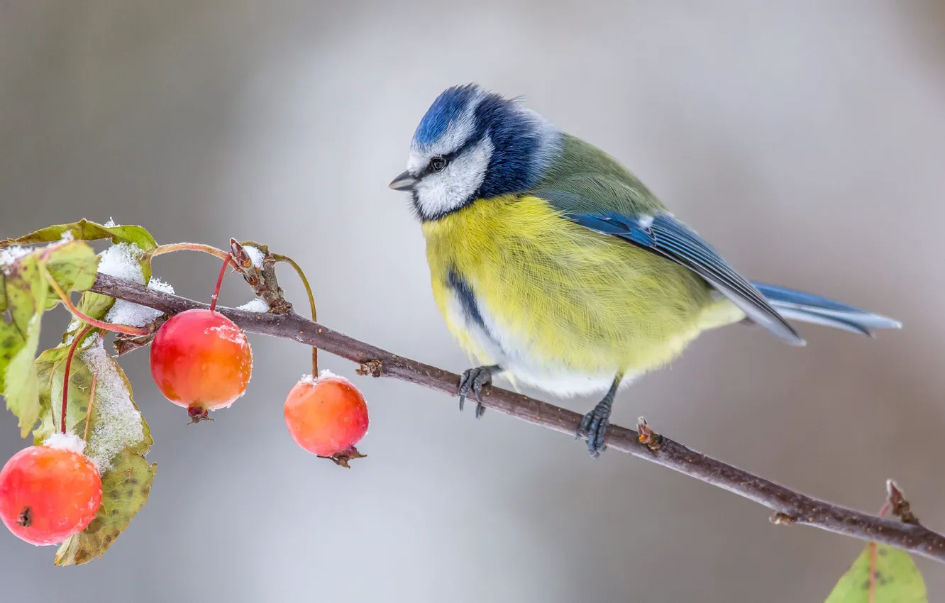 Фото обои осень, фон, птица, ветка, плоды, синица, яблочки