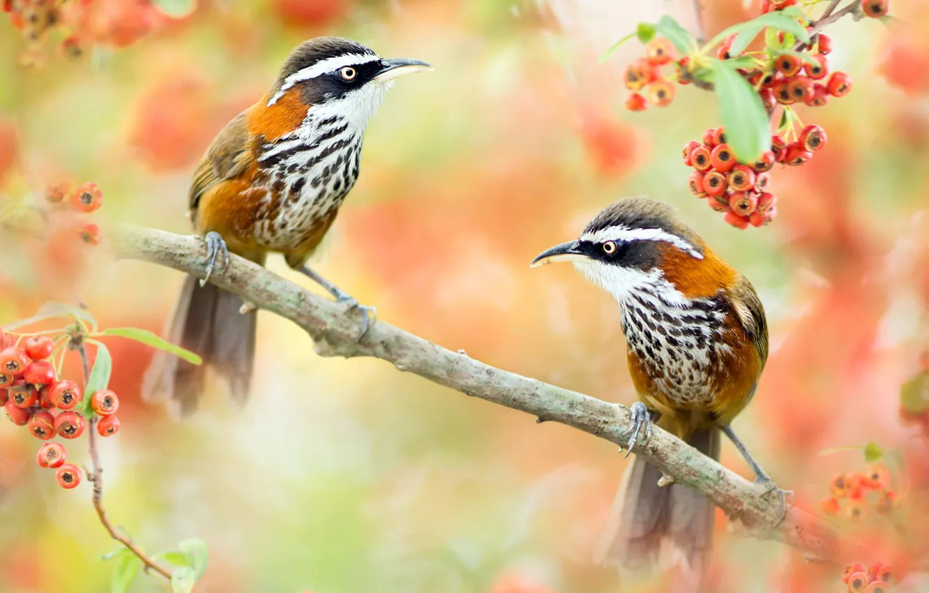 Фото обои птицы, природа, ягоды, ветка, пара, Тайвань