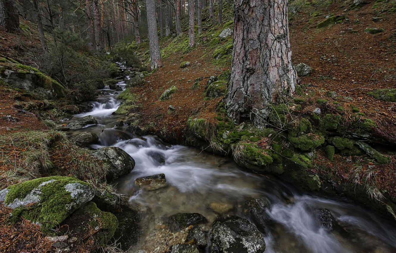 Фото обои осень, лес, ручей, камни, мох