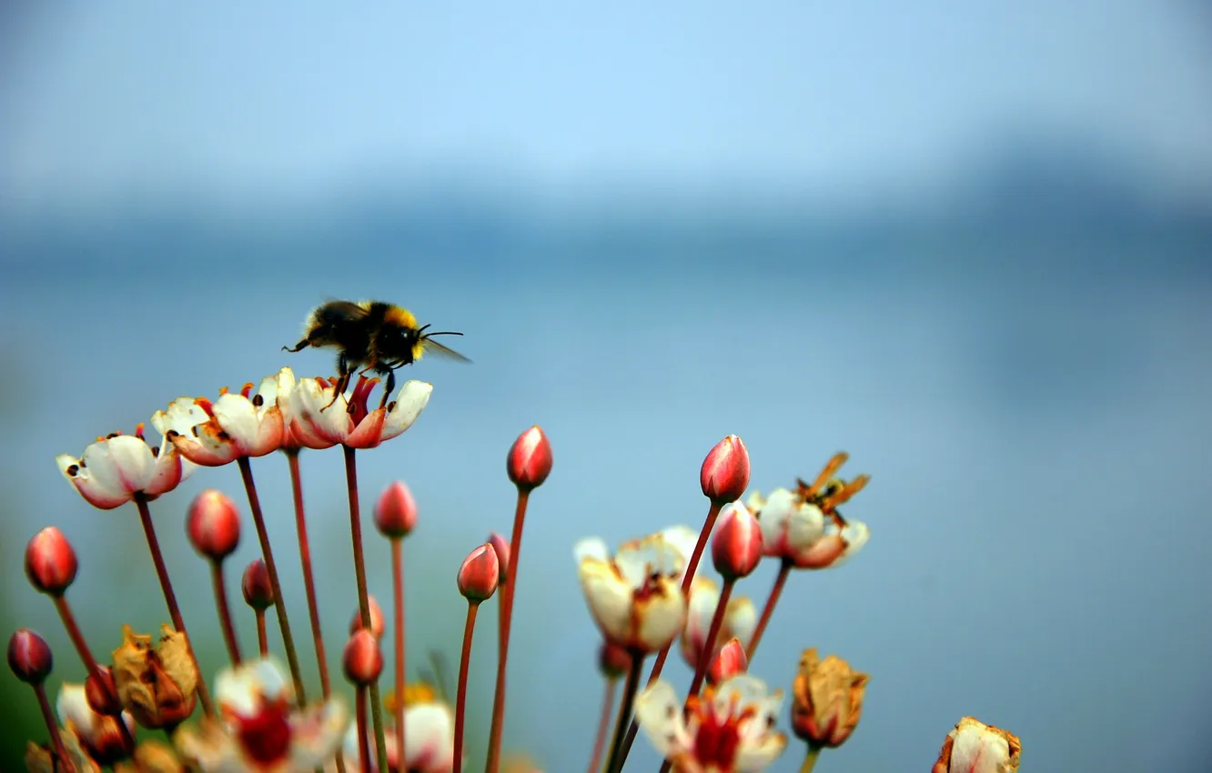 Фото обои небо, цветы, пчела