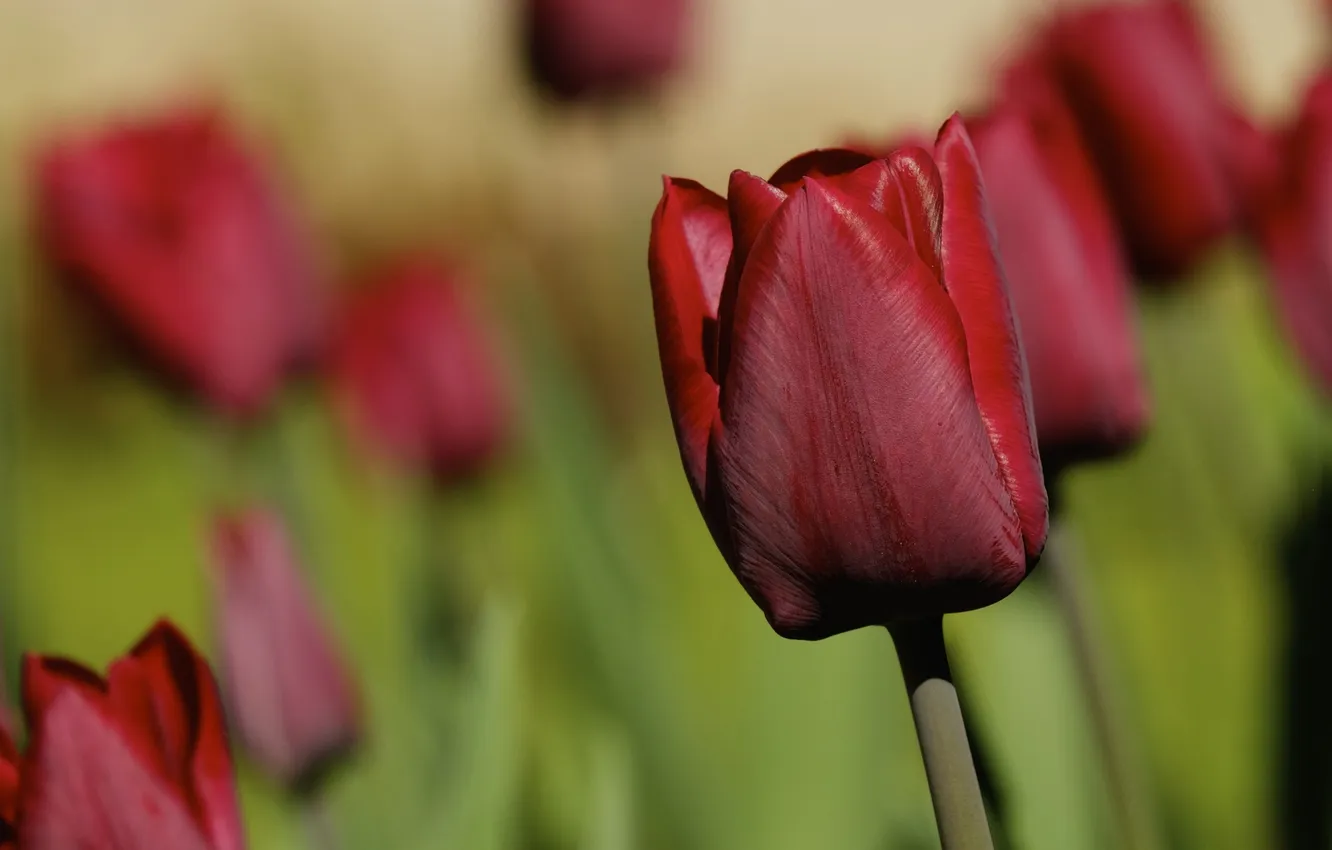 Фото обои тюльпан, бутон, тюльпаны, боке, бордо